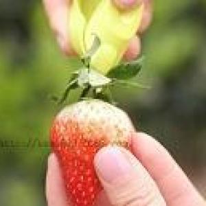 بزارة فراولة 1 قطعة أبيض