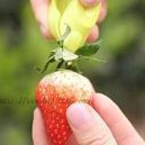 بزارة فراولة 1 قطعة أبيض