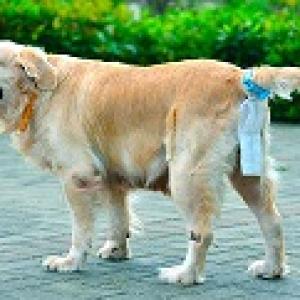 حفاضات للحيوانات الاليفة   + مشبك