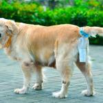 حفاضات للحيوانات الاليفة   + مشبك